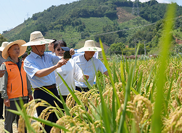 广西旱地优质稻种植示范验收暨现场观摩会在西林召开